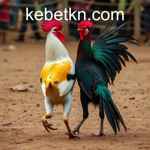 Rinha de Galos: The Role of Kebet in Cockfighting Traditions